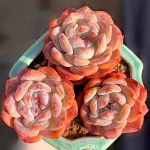 Echeveria Orange Monroe  about 3cm diameter succulent - Picture 1 of 8