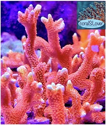 live coral Forest Fire Montipora digitata Frag up to 1,5”"coralSLover"