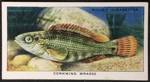 Wills's The Sea-Shore #3 1938 Corkwing Wrasse excelente - Imagen 1 de 2