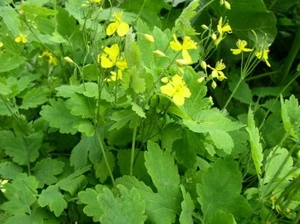 25+ Seeds of Medicinal Greater Celandine Plant (Chelidonium Majus) Organic - Picture 1 of 4