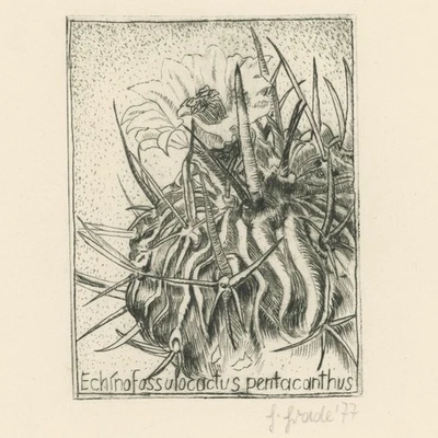 Echinofossulocactus pentacanthus Kaktus Botanik sign Radierung auf Bütten 1977 - Bild 1 von 3