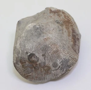 Brachiopode, Eodmitria oblivialis grandis, Devon, Frasne, Stolberg, BRD -m70 - Picture 1 of 7