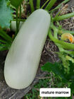 Winter Squash- Aust. White Bush Marrow 5 Seeds Heirloom & Op (Not To Tas & Wa)