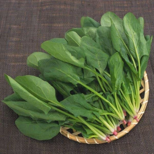 200+Seeds Big round leaf spinach Giant Noble spinach Persia vegetable USA - Picture 1 of 2