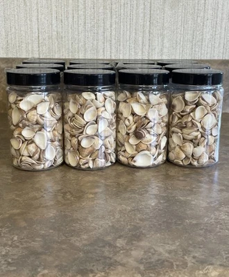 Lote de 12 rellenos de jarrón Seashell nuevos en contenedor de plástico. Foto 1 de 4