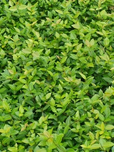 Asiatic Jasmine 50 Bare Root Plants - Picture 1 of 7