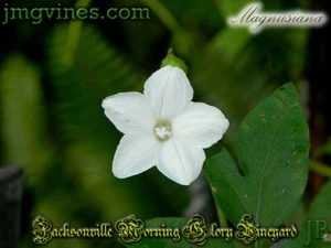 Magnusiana Ipomoea Magnusiana 8 Qty - Bild 1 von 6