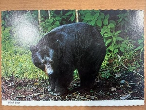 Yellowstone Nationalpark Wyoming Schwarzbär Vintage Postkarte - Bild 1 von 2