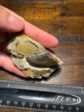 Huge Allosaurus or Torvosaurus Dinosaur Tooth in Matrix Morrison Form Jurassic 