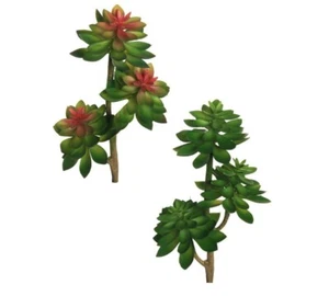 Pianta Echeveria Succulent D 13 Cm 36 Composizione Floreale - Imagen 1 de 3