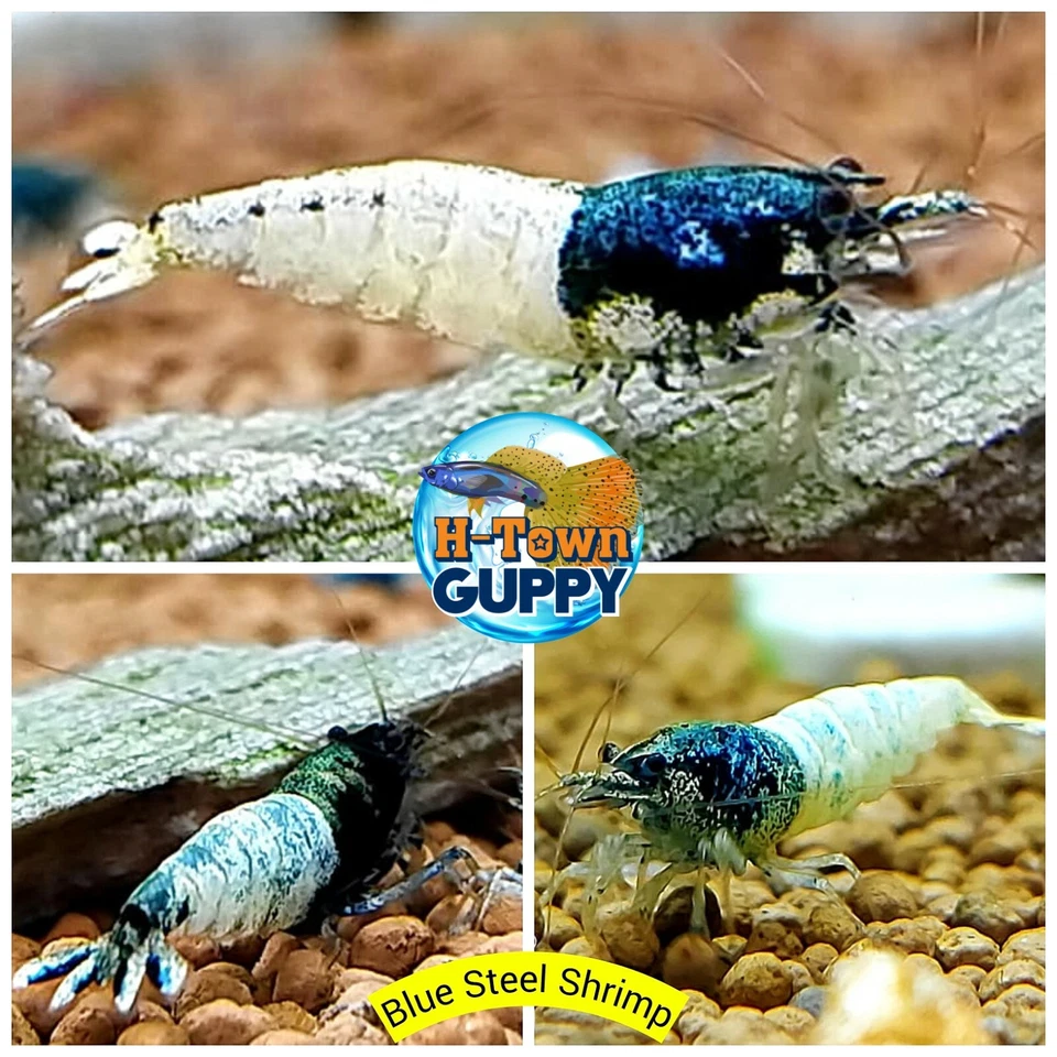 10 +1  Blue Steel Shrimp  (Mixed Grade S-SSS) - Live Guarantee - DISCOUNT PRICE - Image 1 of 1