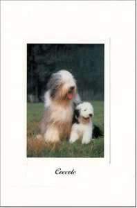 CARTOLINA GATTI E CANI TENERI AMICI POSTCARD DOG & CAT CANE BOBTAIL - Bild 1 von 1