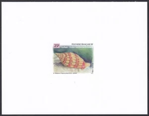 Polynesia Sc681 Sea Shell, Sea Snail, Vexillum roseotinctum, Deluxe Proof - Picture 1 of 1