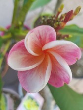 Frangipani Plumeria - Pflanze - Divine 36 cm 