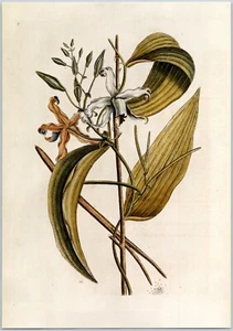 Mexican Vanilla Mark Catesby Reproduction Book Plate 8x11 Botanical Art Print - Picture 1 of 1