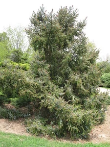 20 DWARF ALCOCKS SPRUCE SEEDS - Picea alcoquiana - Picture 1 of 7