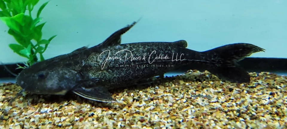 Granulated Catfish - (Pterodoras granulosus) - Image 1 of 1