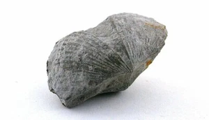 RARE Coelenterata Pleurodictyum Styloporum Greigsville NY Fossil Specimen CS38 - Picture 1 of 4