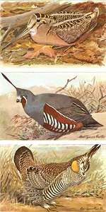3~Postcards LOUIS FUERTES WATERFOWL~GAME BIRDS Woodcock~Quail~Prairie Chicken - Picture 1 of 7