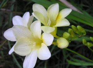 Freesia Bulbs: Angel Steps: White : $35 For 5 Bulbs Free Postage - Picture 1 of 1