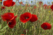 300+ SEMI PAPAVER RHOEAS papavero rosso 2020 seeds samen semillas graines