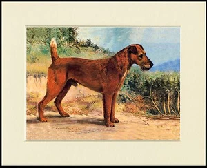 IRISH TERRIER LOVELY LITTLE FULL DOG PRINT MOUNTED READY TO FRAME - Bild 1 von 1