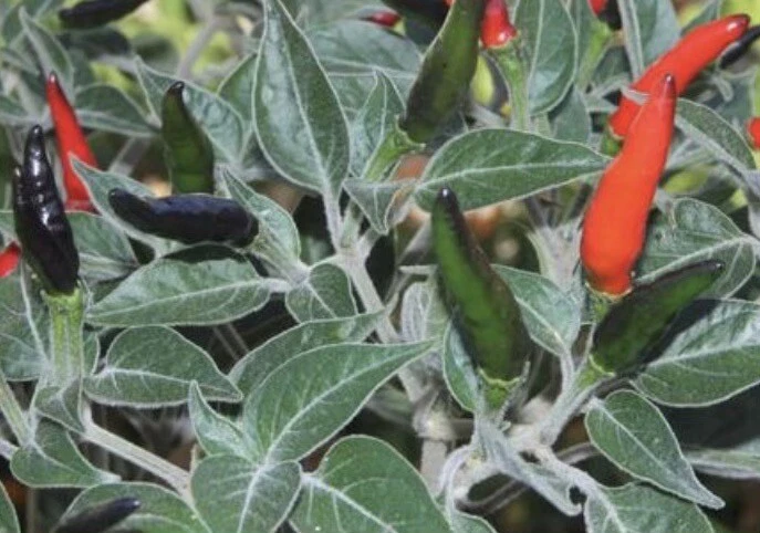 10+ Black Cobra Pepper Seeds AKA Goat's Weed 2023 Season - Image 1 of 1