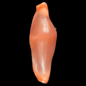 CRENAVOLVA TRAILLII Red (Bohol Isl., Philippines) 9.4mm #44840 - Picture 1 of 3