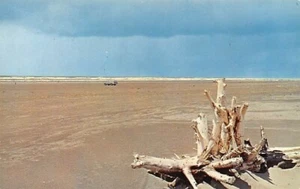 Postcard WA: Driftwood, Pacific Ocean Beaches, Washington State, 1950's Chrome - Picture 1 of 2