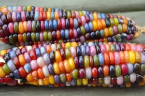 25+ Glass Gem Indian Corn Seeds Plant Beautiful Colorful Vibrant Organic Rare - Picture 1 of 1