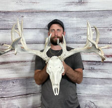Huge 196â€� Whitetail Antler 24pt Horn Deer Fake Skull Mount Taxidermy Cabin Rack