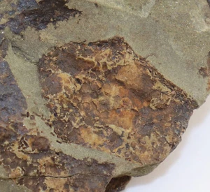 Edrioasteroidea, Stromatocystites pentangularis, Kambrium,Jince, CZE -L205 - Picture 1 of 6