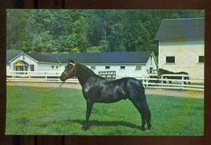 ORCLAND BOLD FOX Morgan Blk Stallion Green Mountain Stock Farm Vermont Postcard - Picture 1 of 1