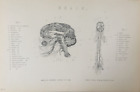 Antique Print Brain Engraving C1870's Cerebral Spinal Cord Nerves Of Man Biology