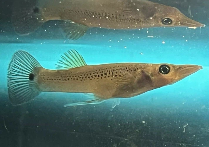 10 Pike Topminnow Killifish - Image 1 of 1