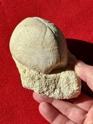 Erizo de mar europeo Bélgica Hemipneustes. Striatoradiatus 3"x3"x1 7/8" ¡¡RARO!!! Foto 1 de 4