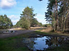 PHOTO  MYTCHETT COMMON (1) ARMY LAND. VIRTUALLY A MONOCULTURE HERE. THERE ARE SO