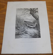 1823 Antique Animal Print///SNIPE AND JACK SNIPE, by Howitt