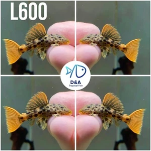 L600 Pleco live (Size 3cm - 4cm) Leopard Cactus Pleco - High Quality- USA Seller - Picture 1 of 2