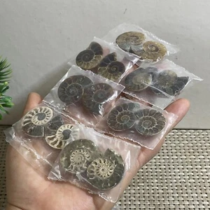 73g 7pairs of Split Ammonite Specimen Shell Healing Madagascar - Picture 1 of 10