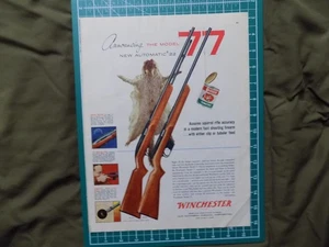 1955 PRINT AD WINCHESTER 22 AUTOMATIC MODEL 77 RIFE - Bild 1 von 1