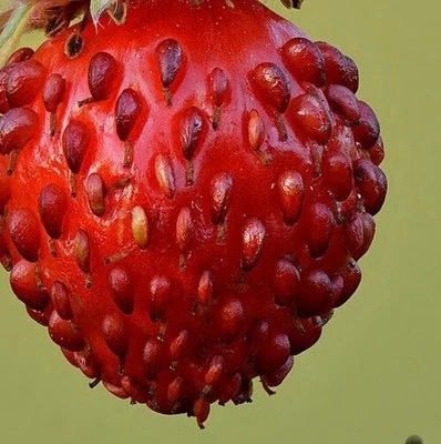 10 PIANTE FRAGARIA VESCA ALEXANDRIA FRAGOLA NUTRICE NETTARIFERA ATTIRA FARFALLE - Immagine 1 di 3