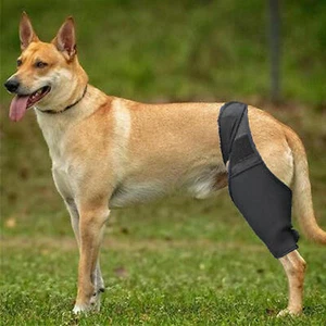Dog Canine Rear Leg Knee Brace Hock Joint Wrap for Heals and Prevents Injuries - Picture 1 of 17