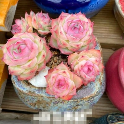 Echeveria Silhouette 4cm succulent  - Image 1 of 4