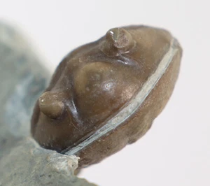 Trilobit, Asaphus expansus, Ordovizium, Ljungsbro, Östergötland, Schweden -f866 - Picture 1 of 11