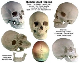 Human Skull Replica - Life Size - 3093001 - Economy-Factory 2nd Tier Blemished - Picture 1 of 9
