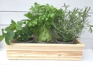 Solid Wooden planter- trough- Herb Box- 40cm x 14cm- Window cill-Table -Kitchen - Picture 1 of 16