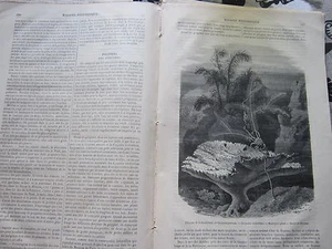 Polypiers Les Gorgones ( Guadeloupe ) 1876 Gravure Article de presse - Picture 1 of 1