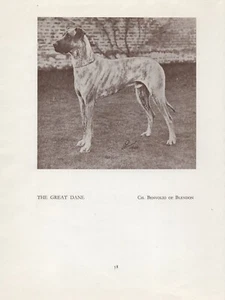 Dogge alter Vintage 1934 benannter Champion Hund Sepia Druckseite - Bild 1 von 1