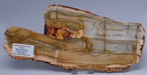 NÓDULOS MICROBIANOS CAMOOWEAL DOLOSTONE (CHERT), CÁMBRICO MEDIO, AUSTRALIA S1298 - Imagen 1 de 4